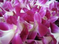 Photography - Pink Orchids - Digital